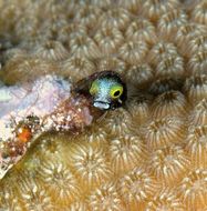 Image of Secretary Blenny