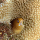 Image of Blackspot moray