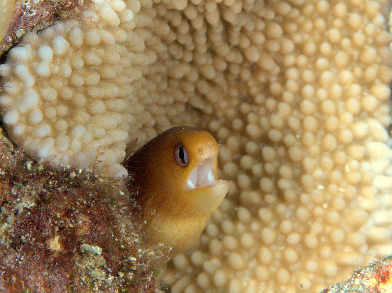 Image of Blackspot moray