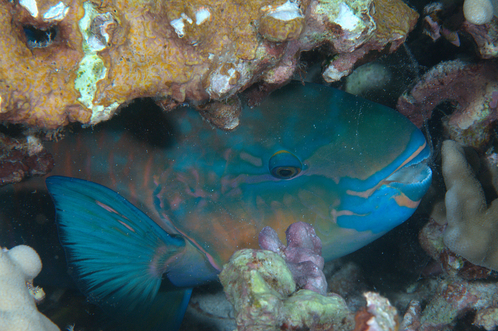 Image of Pacific bullethead parrotfish