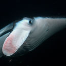 Image of <i>Manta birostris</i>