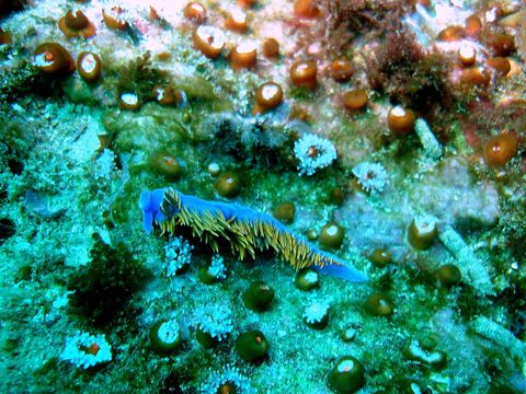 Image of Flabellina McMurtrie 1831