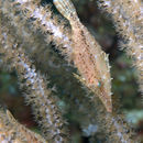 Image of slender filefish