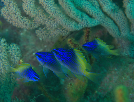 Image of Blue-and-yellow chromis