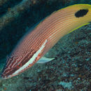 Imagem de <i>Bondianus albotaeniatus</i>