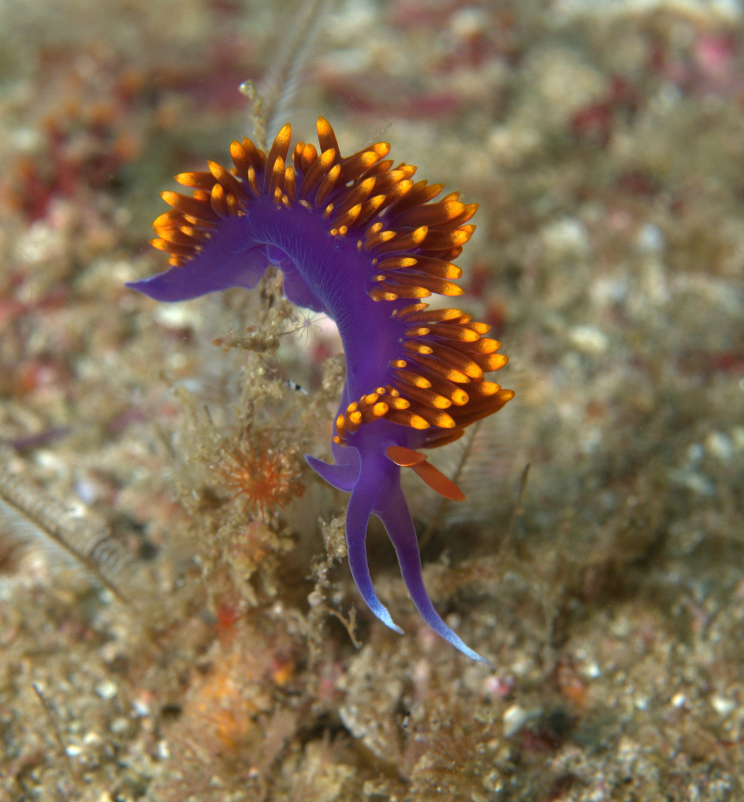 Image de Flabellina McMurtrie 1831