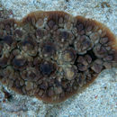 Image of Dendrodoris tuberculosa (Quoy & Gaimard 1832)