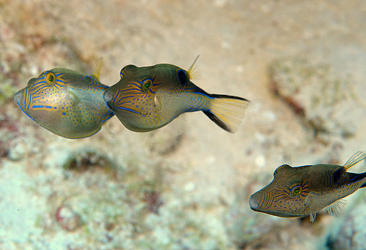 Image of Caribbean Sharpnose-puffer