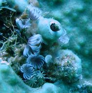 Image of Spiny blenny