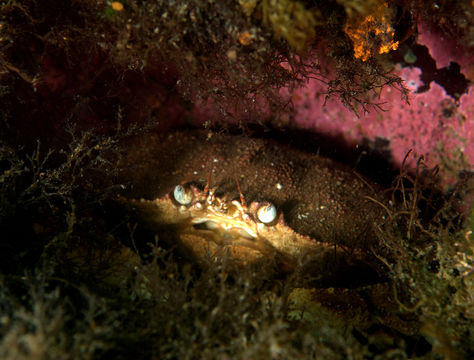 Image of crab