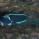 Image of Whitesided boxfish