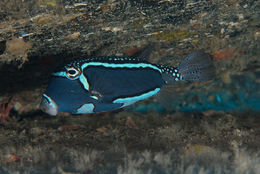 Image of Whitesided boxfish