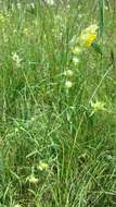 Image of late-flowering yellow rattle