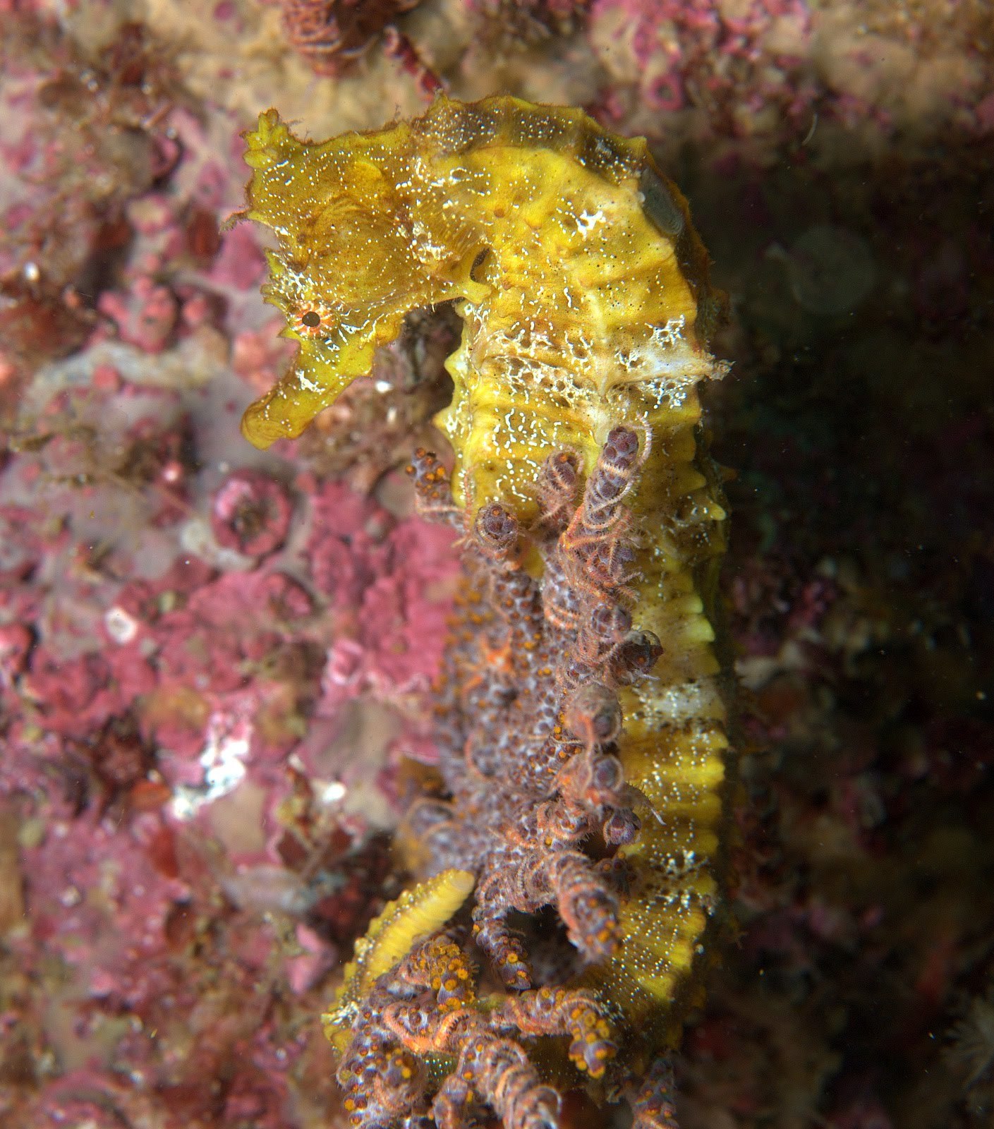 Image of Giant Seahorse