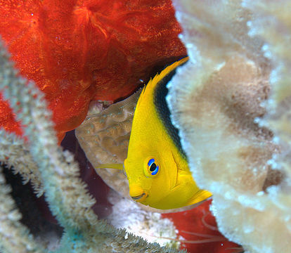 Image of Angelfishes