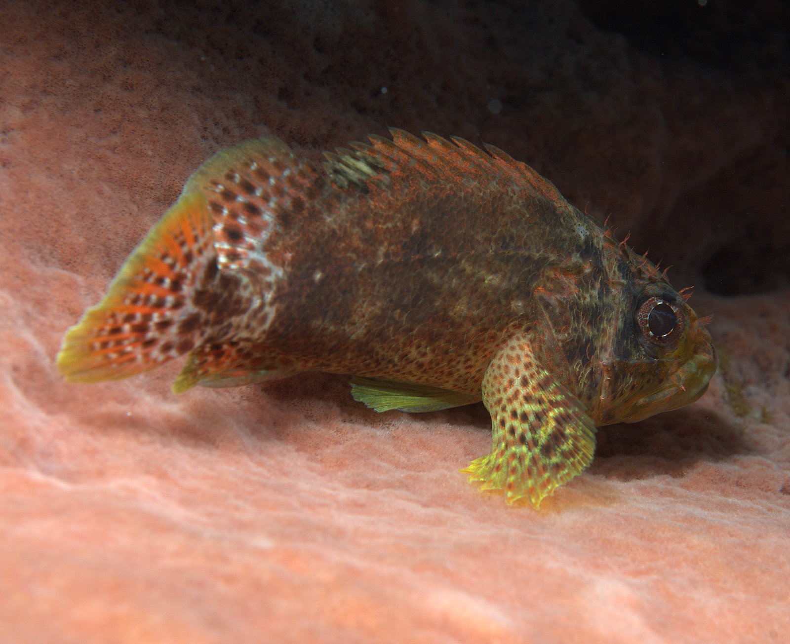 Image of Reef Scorpionfish