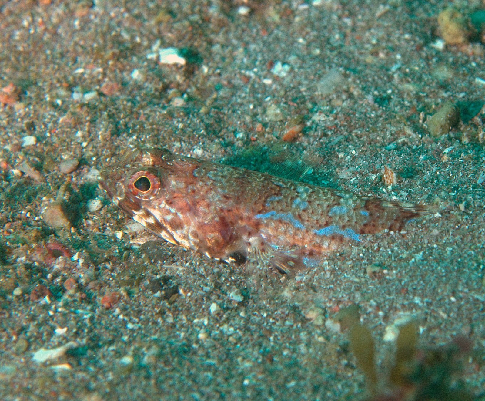 Image of Sauro lizardfish