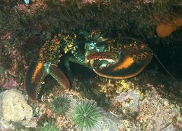 Image of clawed lobsters