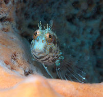 Image of Seaweed Blenny