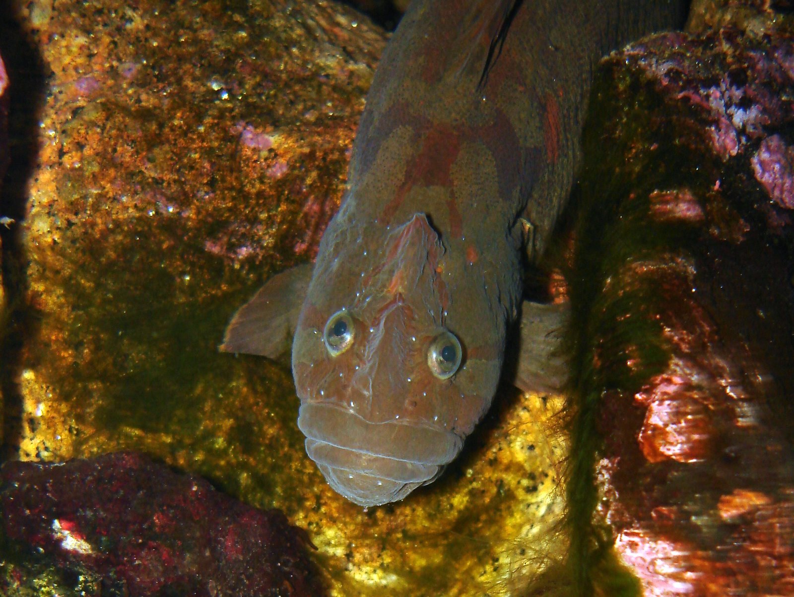 Image of Cebidichthys