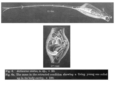 Image of Rotaria ovata (Anderson 1889)