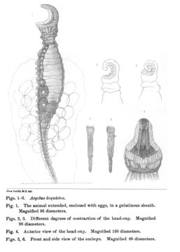 Image of Acyclus inquietus Leidy 1882