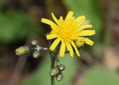 Image of few-leaved hawkweed