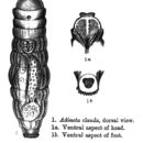 Image of Bradyscela clauda (Bryce 1893)