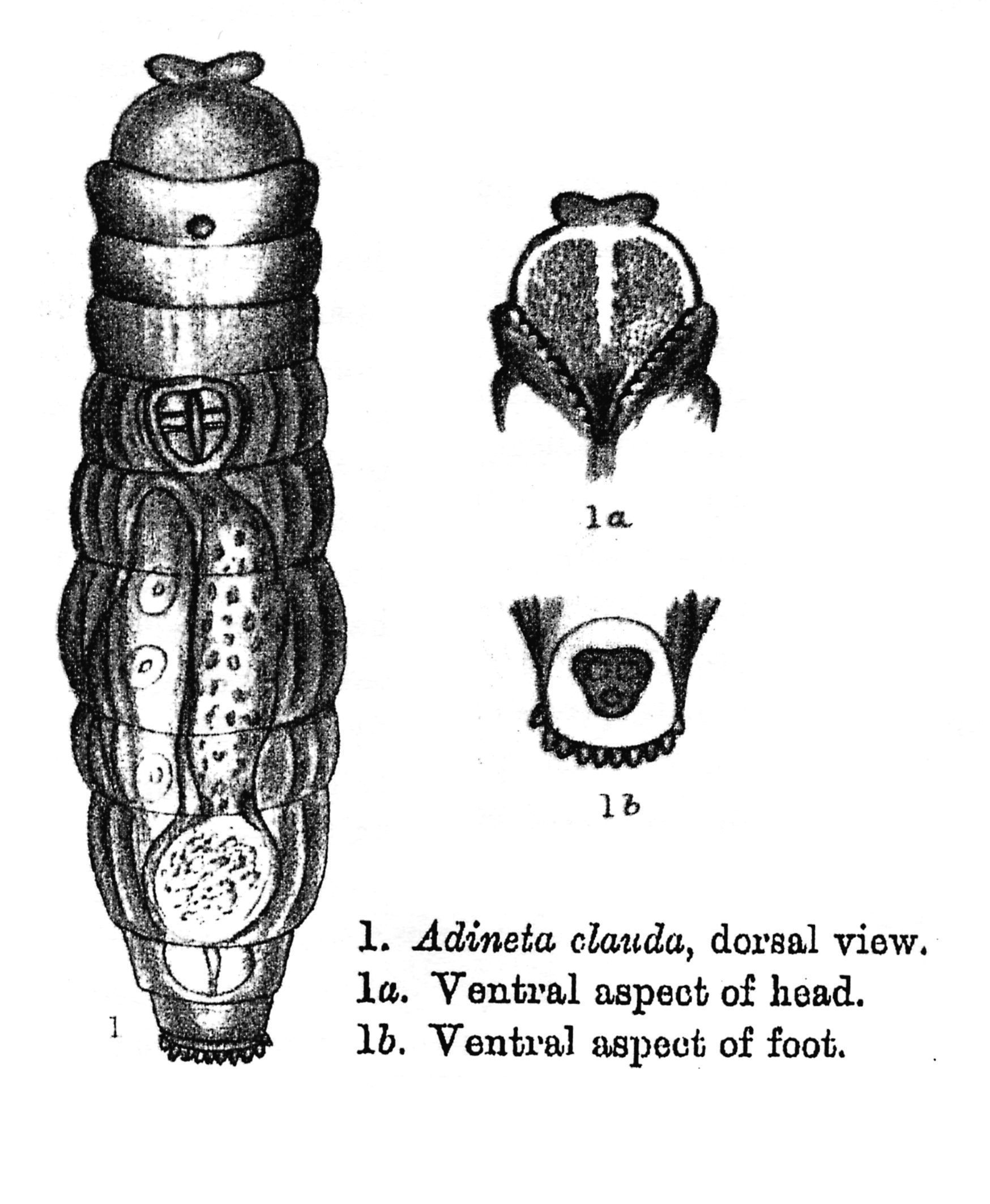 Image de Bradyscela clauda (Bryce 1893)
