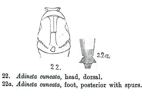 Image of Adineta cuneata Milne 1916