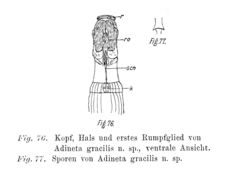 Image of Adineta gracilis Janson 1893