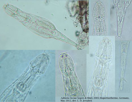 Image of Adineta ricciae Segers & Shiel 2005