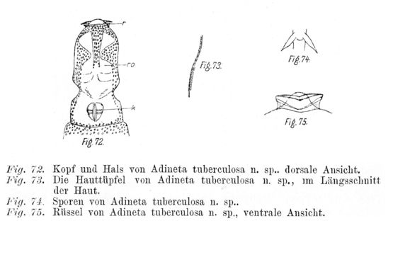 Image of Adineta tuberculosa Janson 1893