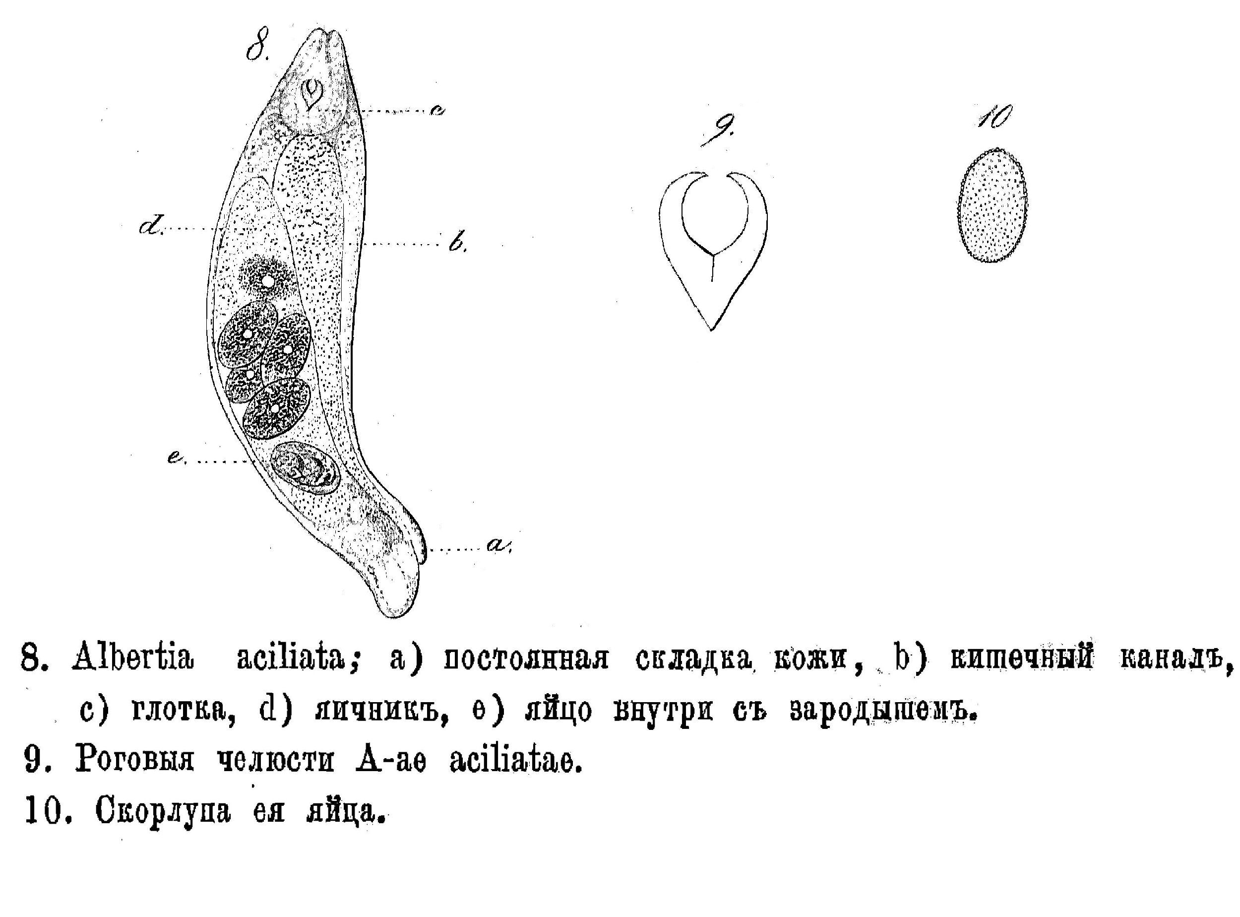 Image of Balatro aciliatus (Radkewitsch 1870)