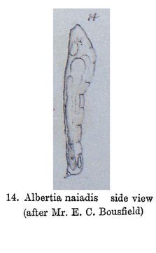 Image of Albertia naidis Bousfield 1886