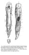 Image of Albertia vermiculus Dujardin 1838