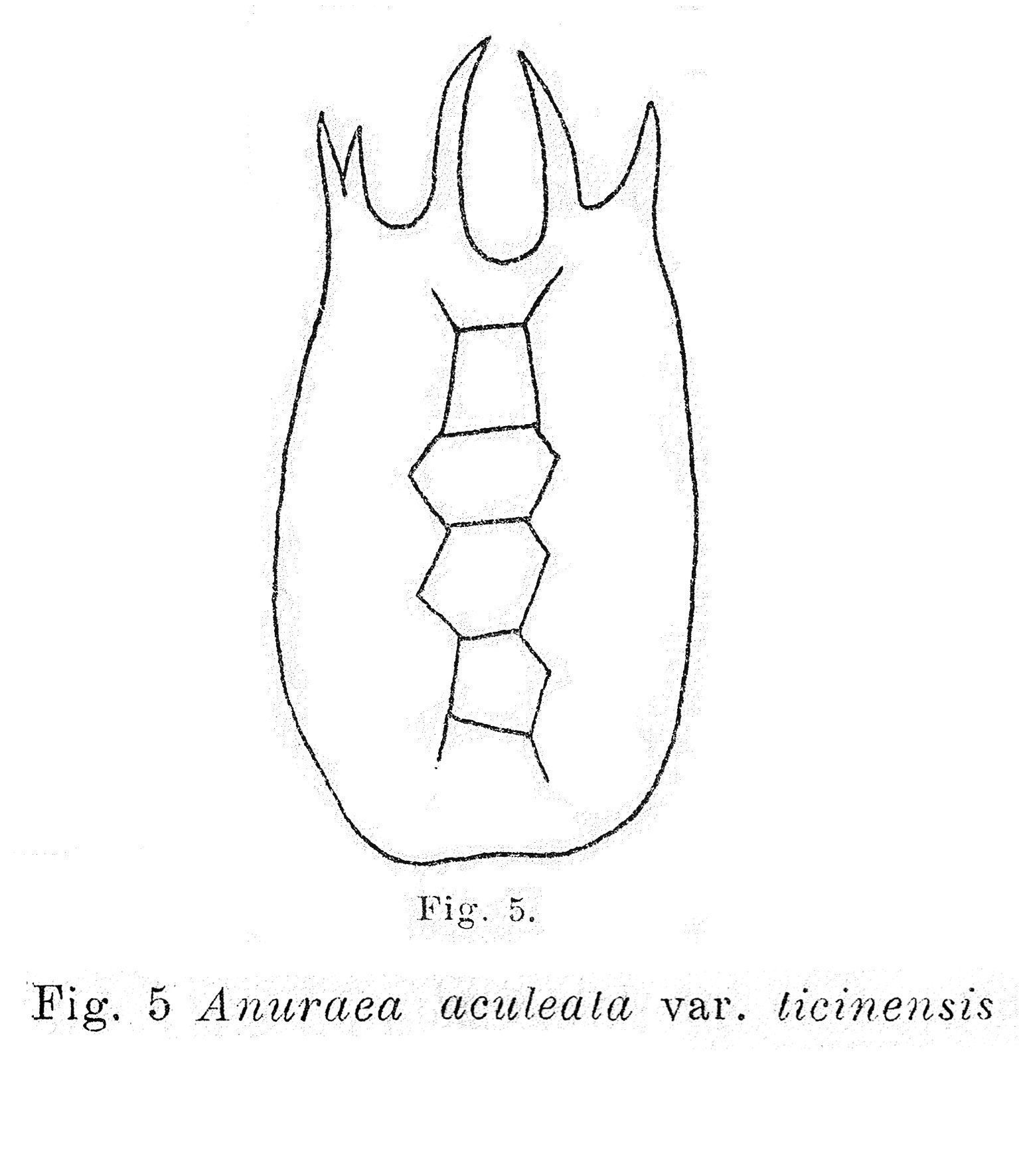 Image of <i>Keratella ticinensis</i>