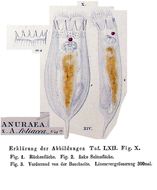 Image of <i>Notholca foliacea</i>