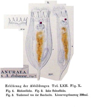 Image of <i>Notholca foliacea</i>