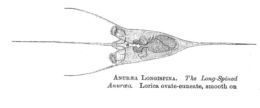 Image of <i>Kellicottia longispina</i>