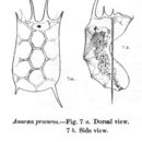 Image of Keratella procurva haterumensis Sudzuki 1891