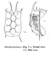 Image of Keratella procurva haterumensis Sudzuki 1891