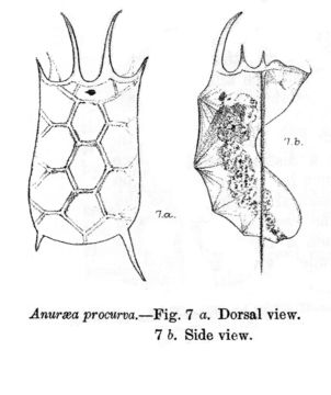 صورة Keratella procurva haterumensis Sudzuki 1891