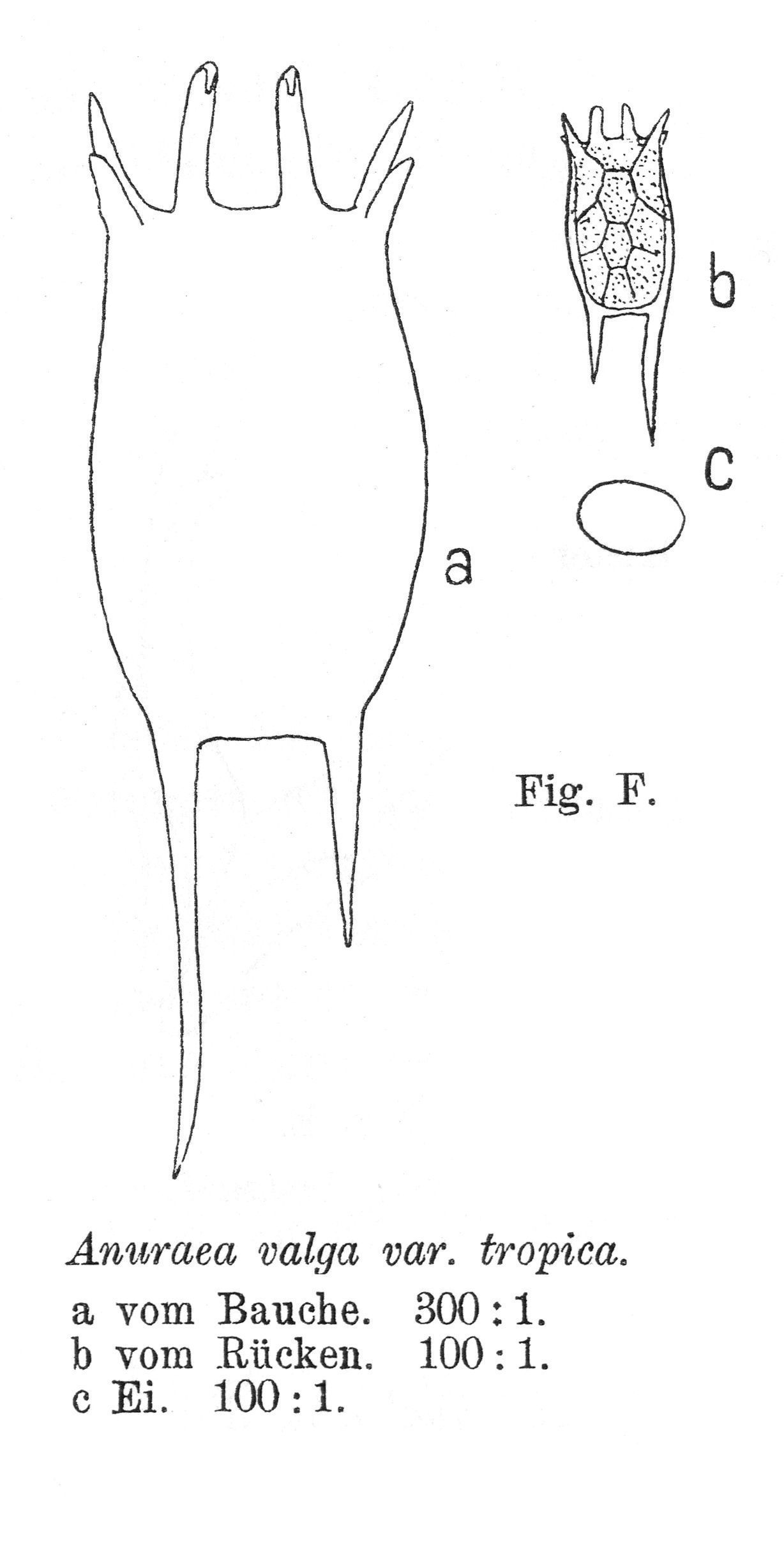 Image of <i>Keratella tropica</i>