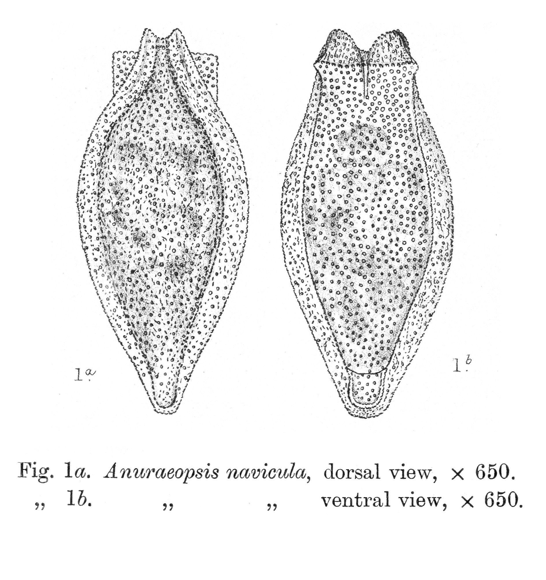 Image of <i>Anuraeopsis navicula</i>