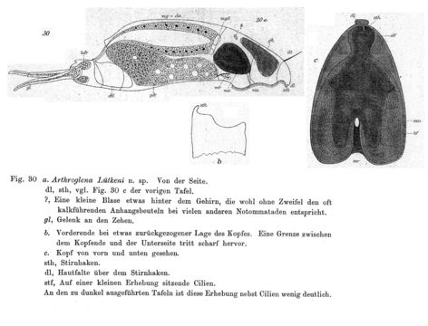 Image of Dicranophorus luetkeni (Bergendal 1892)