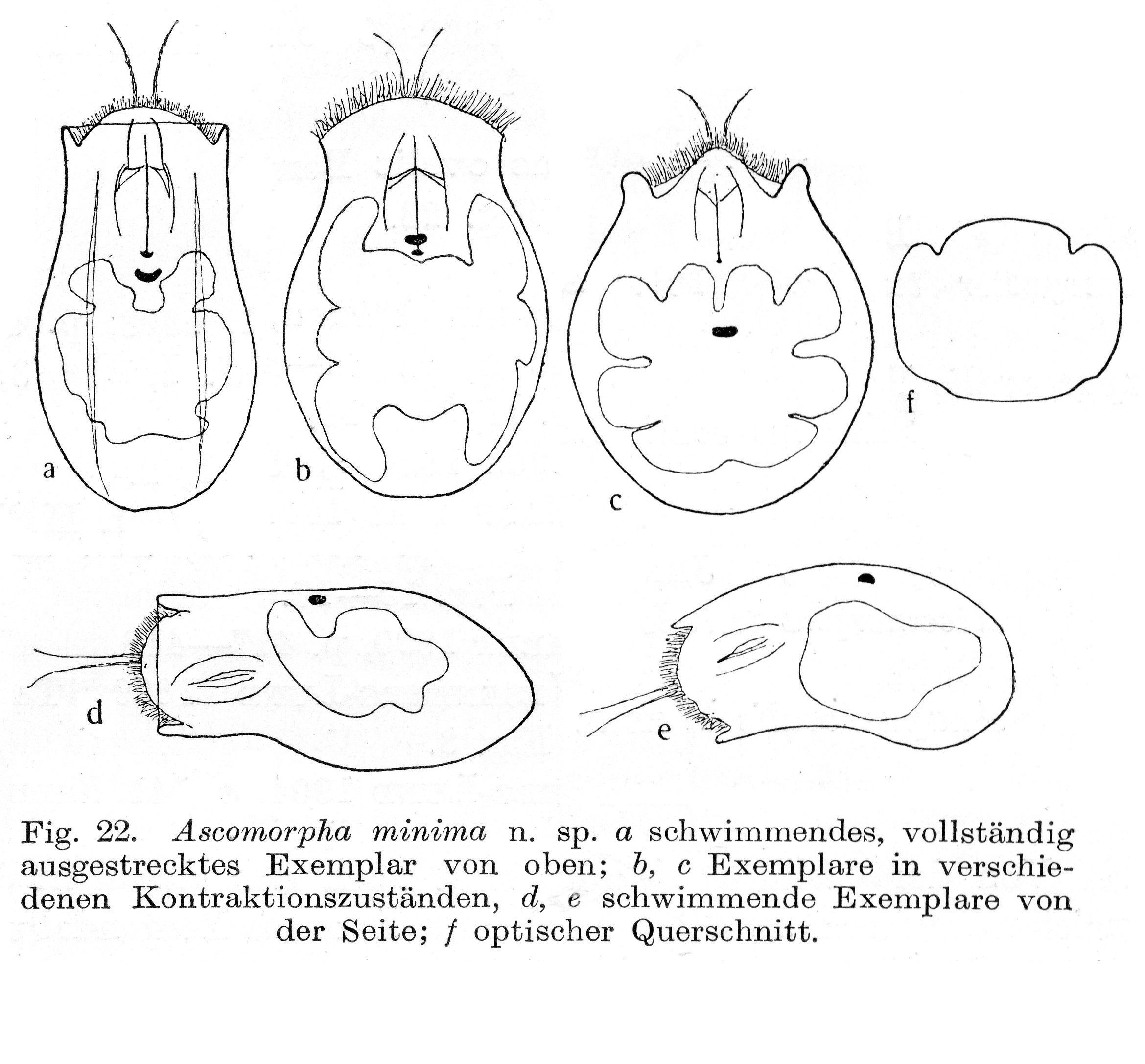 Image of Ascomorpha minima von Hofsten 1909