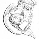 Image of <i>Harringia eupoda</i>