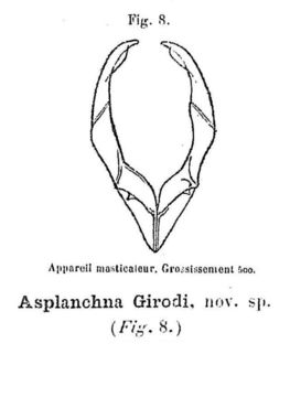 Image of <i>Asplanchna girodi</i>