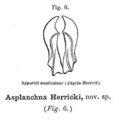 Image de Asplanchna herricki de Guerne 1888